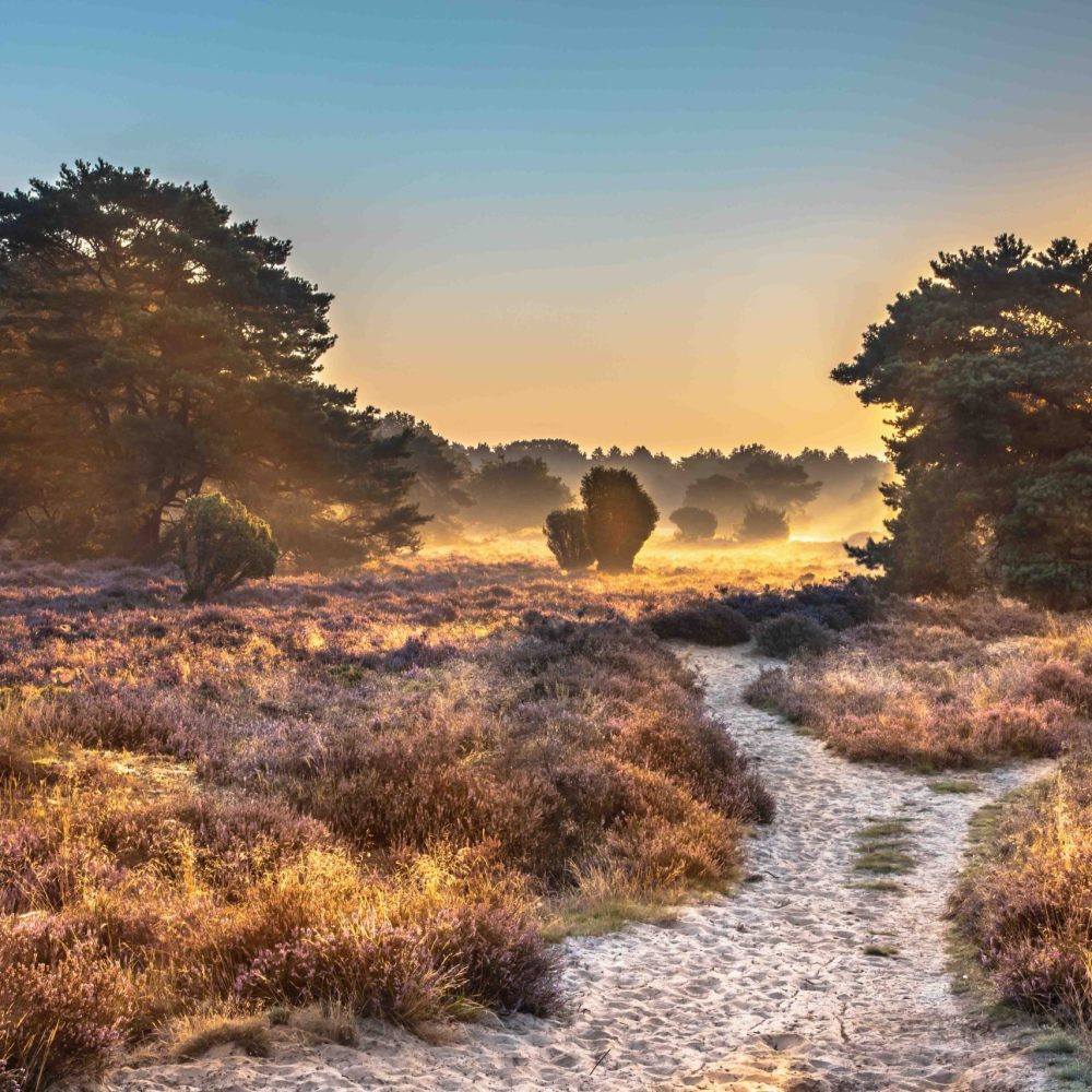 Het prachtige heidelandschap van de Gortselse heide op 10 minuten fietsen van Residence 't Kleine Loo op de Veluwe