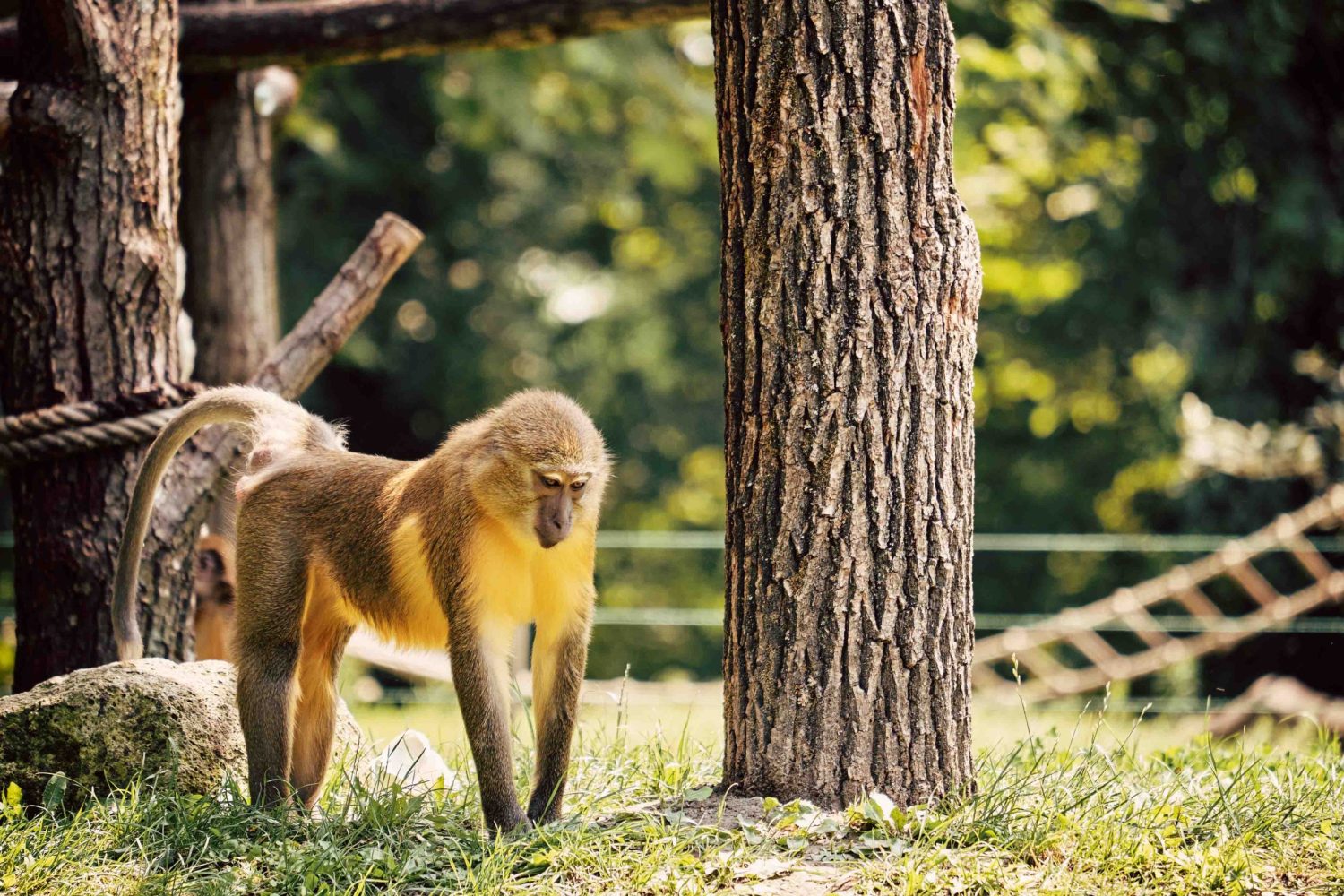 Golden-bellied mangabey